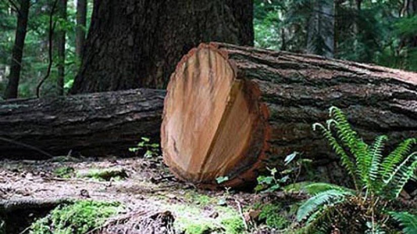 Iz šume u Krščenovcu ukradena stabla hrasta