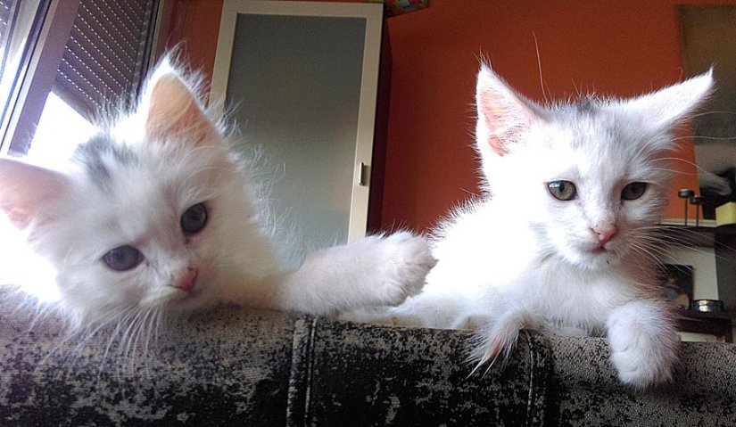 Dva mačića Meli i Moki hitno trebaju novi dom