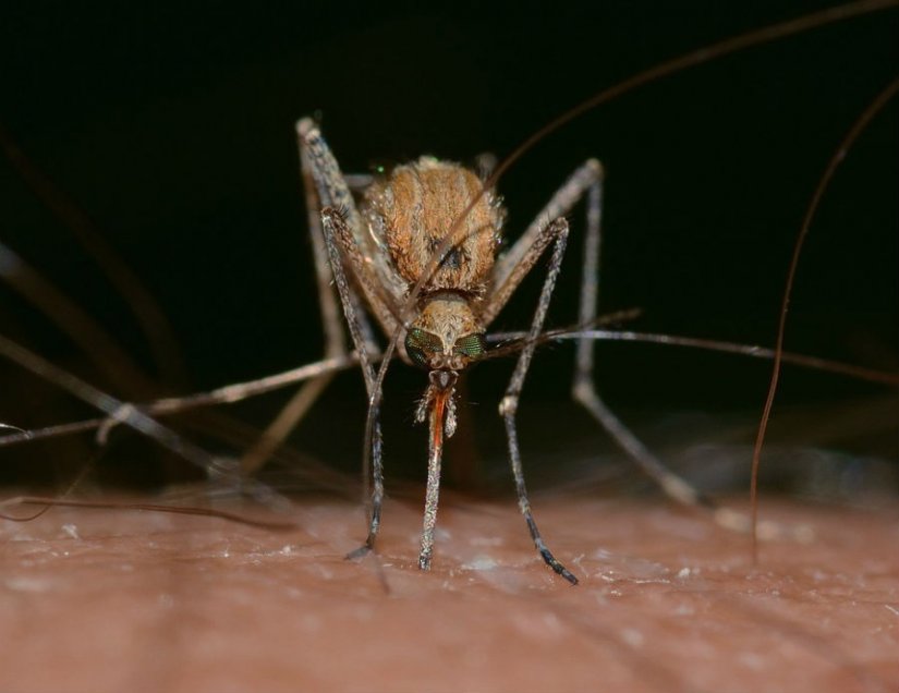 Počinje suzbijanje komaraca na širem čakovečkom području