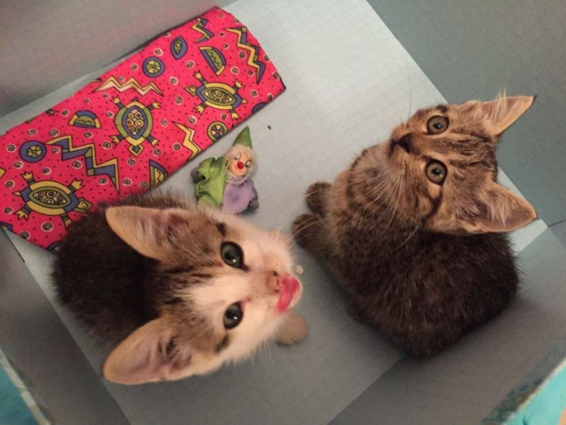 Mačići nađeni na cesti Dravskog mosta traže smještaj ili dom