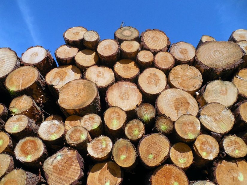 U šumi u Trnovcu Bartolovečkom lopov posjekao i ukrao više stabala