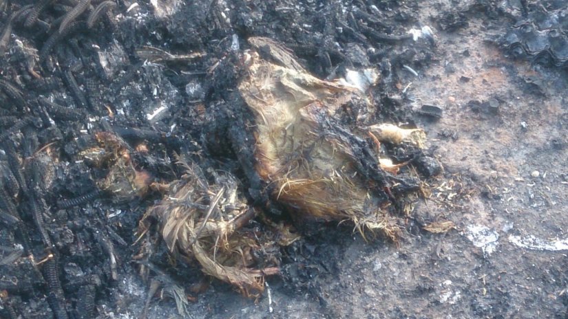 FOTO Nepoznata osoba uz cestu Mirkovec-Bisag zapalila na desetke lešina peradi