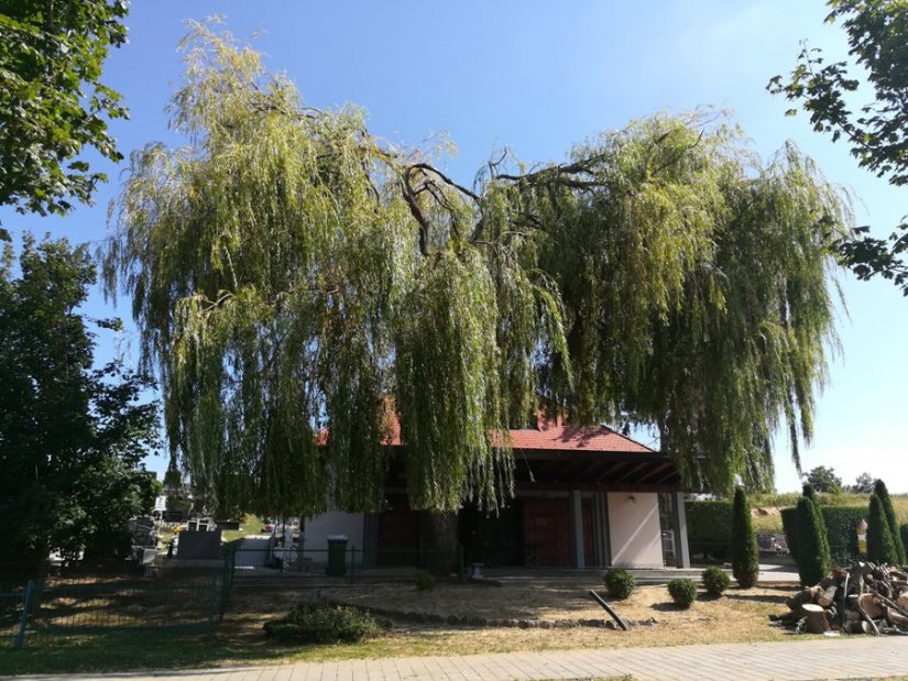 Sanirano stablo uz grobnu kuću u Knegincu Gornjem