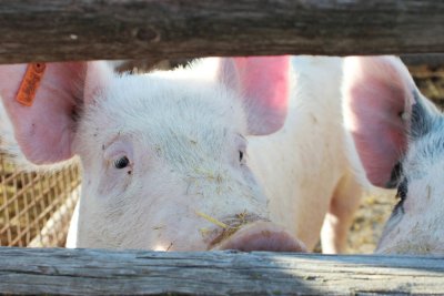Sektoru svinjogojstva i vinarstva 23 milijuna kuna pomoći u koronakrizi