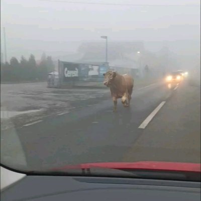 VIDEO Zalutali bik se zaputio prema Varaždinu
