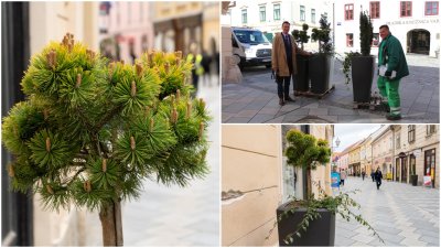 FOTO Nove cvjetne instalacije osvanule na ulicama Varaždina