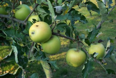 Ministarstvo poljoprivrede: U Severovim jabukama nema pesticida