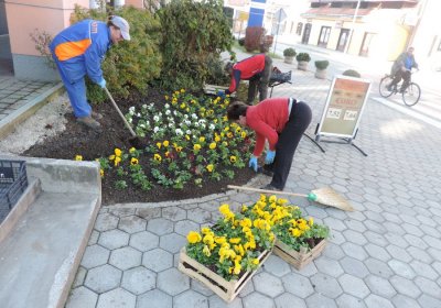 Šest tisuća maćuhica za ivanečke javne površine