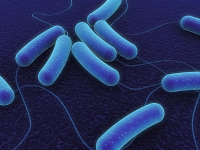 Natjecanje različitih vrsta bakterija donosi zdravlje