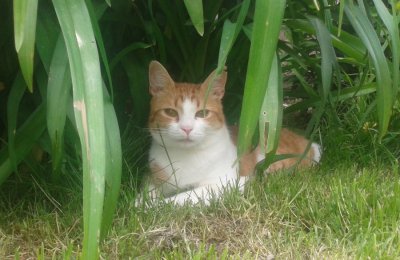 Nestao je mačak Pino, pomozite vlasnicima da ga pronađu