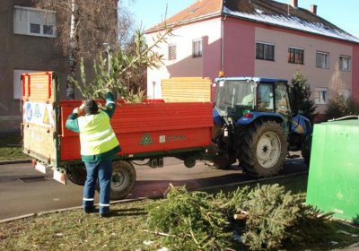 Djelatnici Parkova od 7. siječnja sakupljaju i odvoze rezana božićna drvca