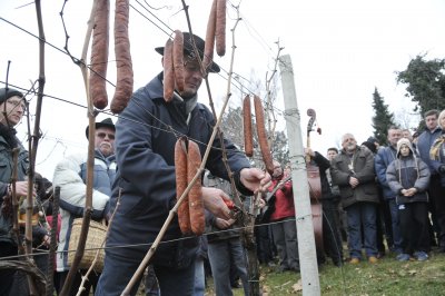 FOTO: Proslava Vincekova zagrijala vinogradare u Zlatnim goricama