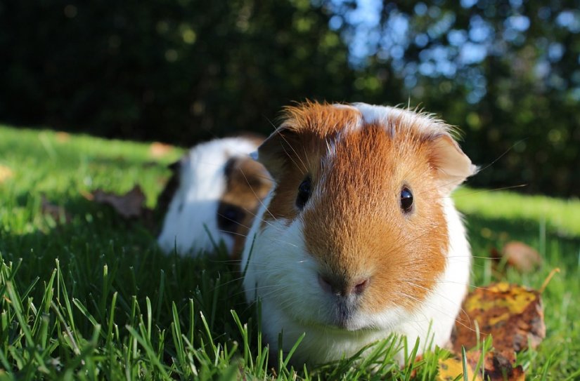 Postoji pet razloga zašto su zamorci najbolji ljubimci za početnike