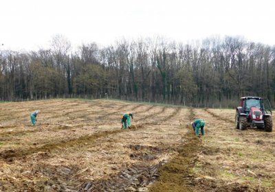 Započela sadnja nove šume Kolnjak na Varaždinbregu