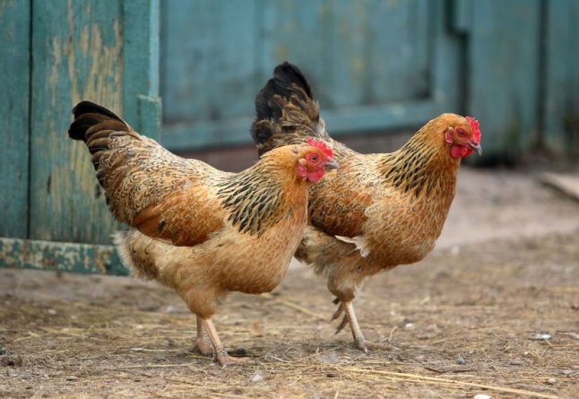 Iz kokošinjca ukradeno 20 kokoši