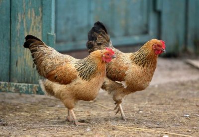 Varaždin: Tijekom jedne noći nestao veći broj kokoši i patki