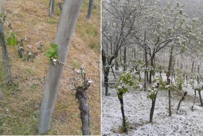 Proglašena elementarna nepogoda: Štete od mraza procijenjene na 75 milijuna kuna