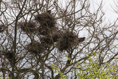 Varaždin: Počinje uklanjanje vrana iz krošnji stabala