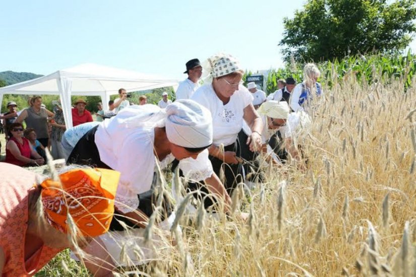 U subotu će se i u Varaždinskim Toplicama prezentirati berba žita na starinski način