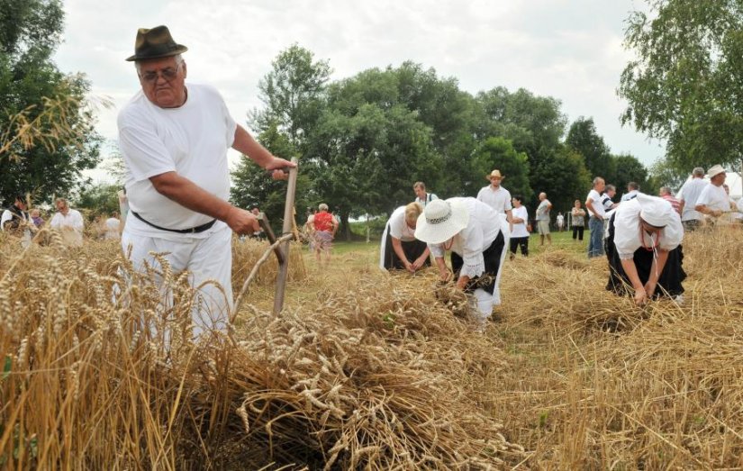 FOTO: Žetvene svečanosti u Trnovcu sa 250 sudionika
