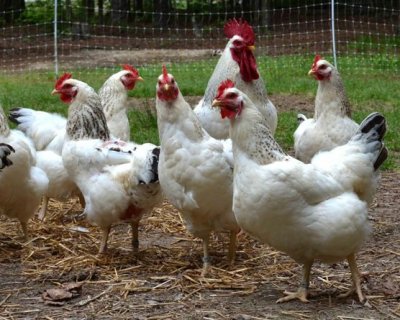 Iz kokošinjca u Vugrišincu ukradeno tridesetak kokoši