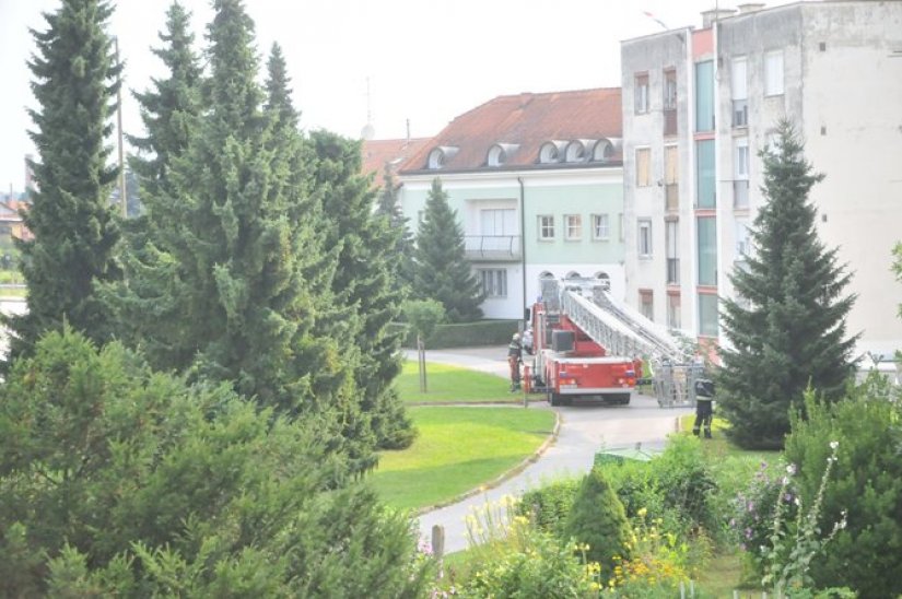 Članovi JVP-a spašavali nestašnu crnu macu koja je zapela na vrhu bora