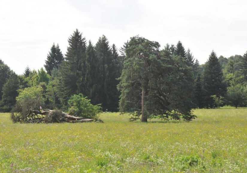 Država je loš gospodar i krivac za ubrzano umiranje u nas jedinstvenog arboretuma