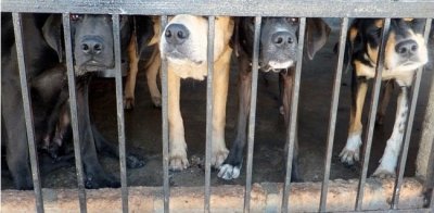 Novim Zakonom o zaštiti životinja zabranit će držanje pasa stalno vezanih ili u boksevima