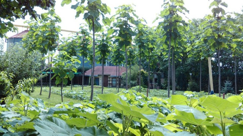 FOTO: Kristijan Mikac poduzetnik koji svoju računicu vidi u uzgoju paulovnije (Paulownia)