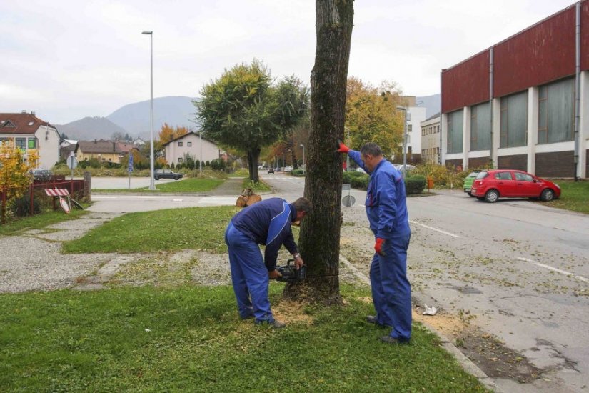 Kumičićeva ulica u Ivancu: Ruše se brijestovi, slijedi nova oborinska kanalizacija