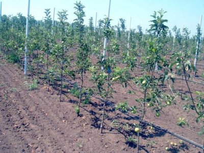 S plantaže jabuka u Vinici ukradene cijevi za navodnjavanje od 15.000 kuna