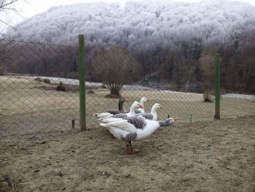 Nakon Zagorskog purana i Dravska guska na putu prema svjetskoj slavi!