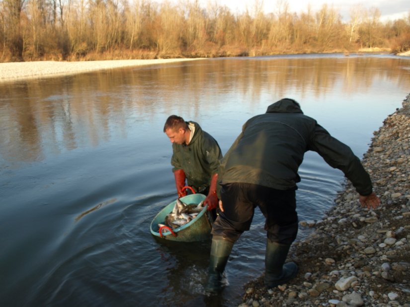 Poribljavanje linjakom i smuđem rijeke Drave, Strmec, 13.12. 2016.g..Poribljavanje linjakom i smuđem rijeke Drave kod Strmca 13. prosinca prošle godine