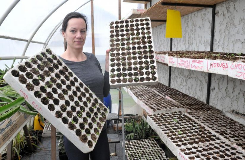 &quot;Kad na placu vide plavi krumpir ili ljubičasti paradajz pitaju dal je GMO, a sve je to ekološko&quot;