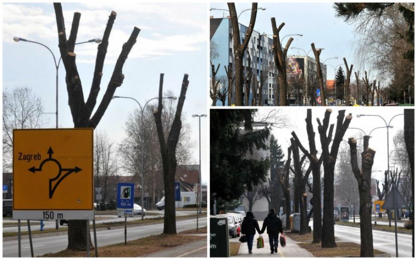 Stabla u Zrinskih i Frankopana orezana do debla, ali postoji dobar razlog...