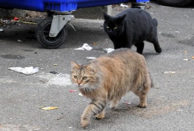 Populacija mačaka lutalica u Varaždinu nekontrolirano raste, a Grad ništa ne poduzima