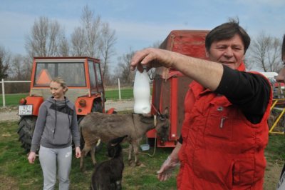 Na Malim Prelogima uz Dravu u Varaždinu uzgajaju magarce za skupocjeno mlijeko