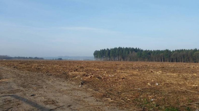 Zbog potkornjaka, srušene šume i u Zelendvoru