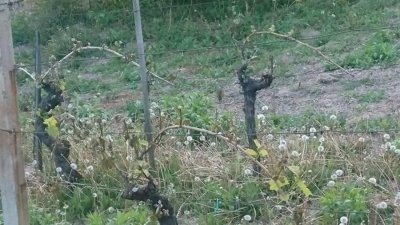 Općina Vinica: Prijava šteta od mraza od 2. do 5. svibnja