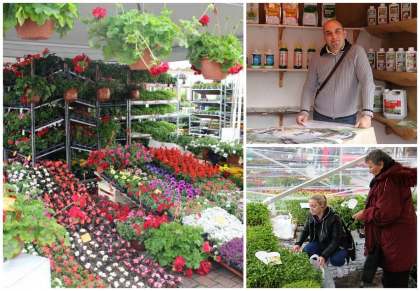 Malo kiše, ali puno cvijeća na otvorenju ludbreškog sajma cvijeća Flora Centrum Mundi