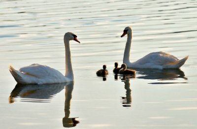 FOTO Tata, mama i tri labudića uživali na Aquacityju, a pridružio im se i jedan psić