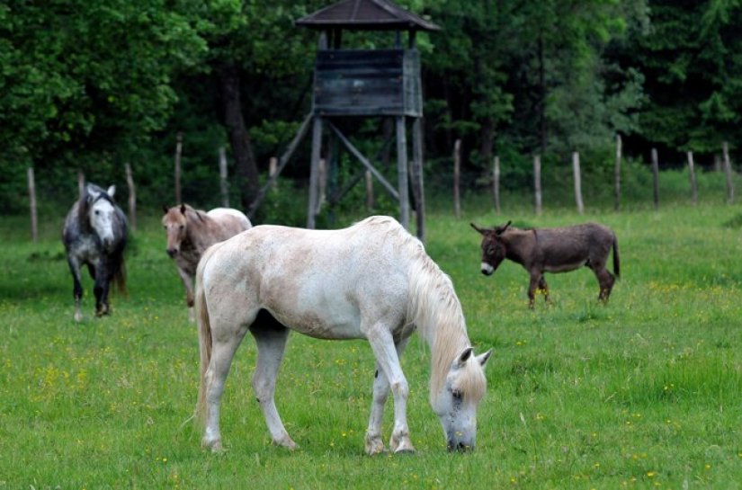 U Zelendvoru danas cijeli dan traju Konjičke igre