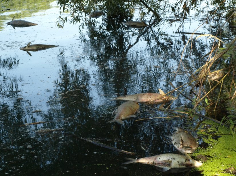 FOTO Veliki pomor ribe na Dravi iza brane u Šemovcu