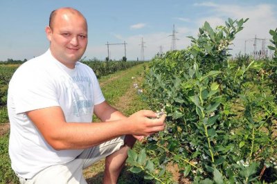 Na OPG-u Đuras u Nedeljancu uzgajaju se američke borovnice