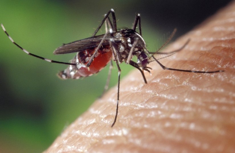 Počinje suzbijanje komaraca na području grada Ludbrega