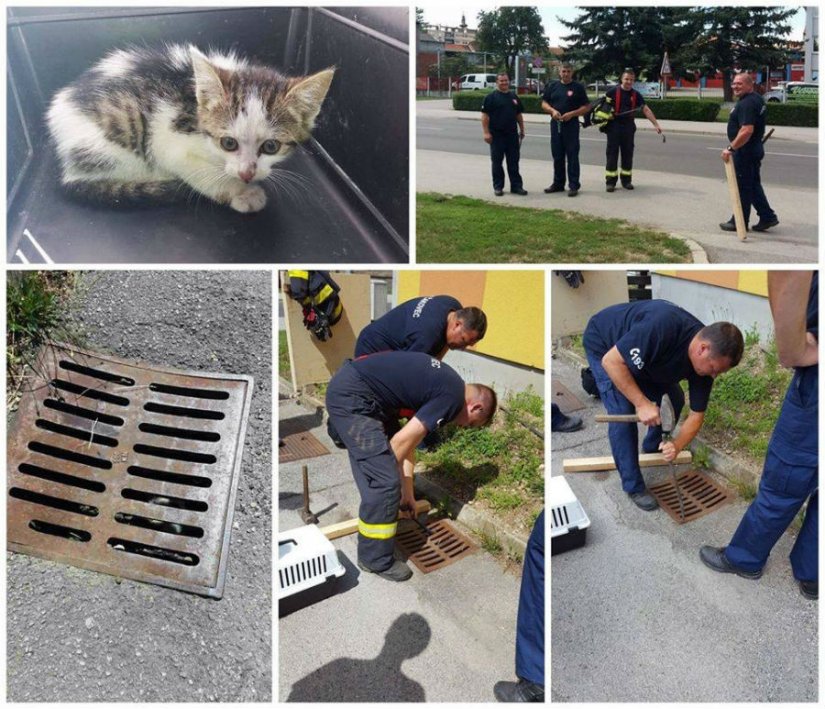 Čakovečki vatrogasci spasili mačića koji je upao šaht