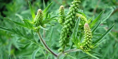 Poziv Grada Ivanca i Općine Bednja vlasnicima i korisnicima zemljišta: Uklonite ambroziju!