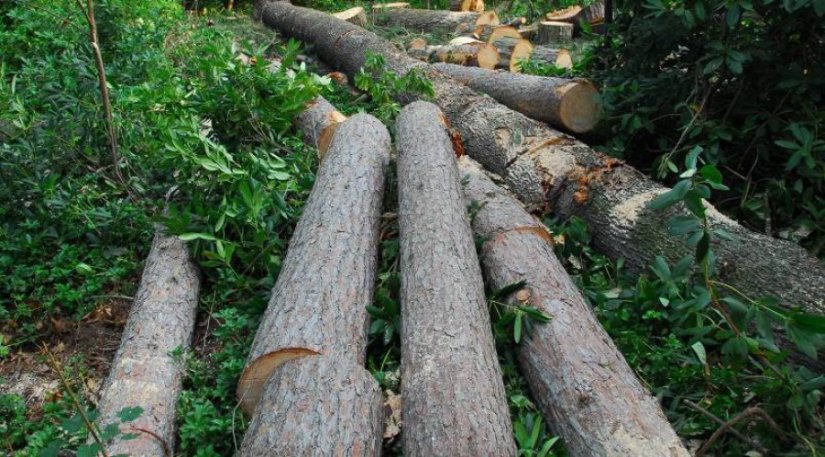 Stablo palo na nesretnog muškarca (56) i na mjestu ga usmrtilo