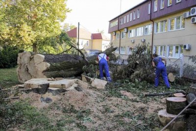 Ivanec: Stabla iz parka srušena u olujama - drvo za ogrjev siromašnima