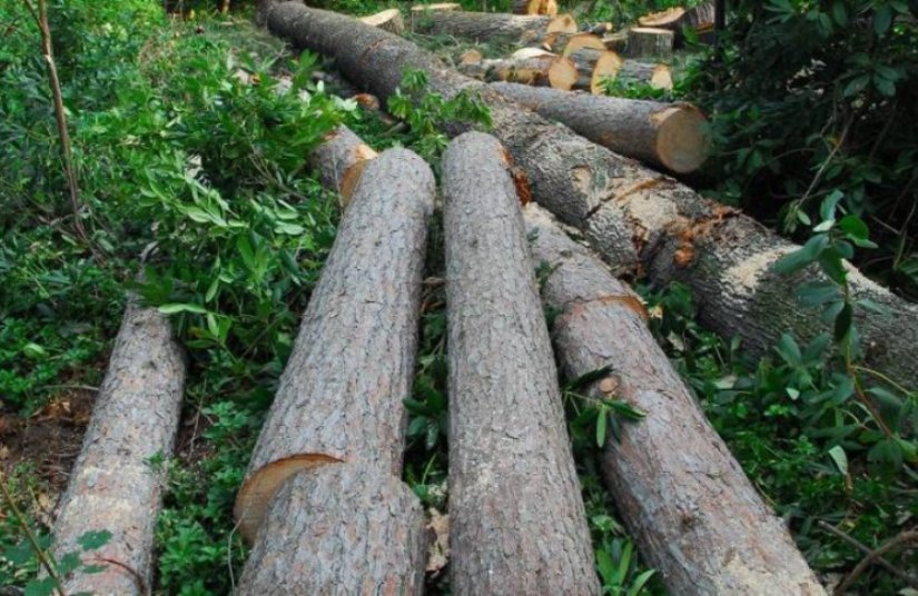 Rušili stablo koje je zatim palo na 47-godišnjaka te ga ozlijedilo